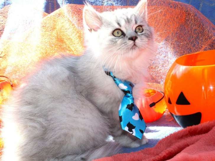 À vendre : un chaton Persan Chinchilla mâle non LOOF bleu argenté