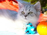 À vendre : un chaton Persan Chinchilla mâle non LOOF bleu argenté
