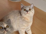 Une chatonne Scottish Fold non LOOF lilac tortie &agrave; vendre