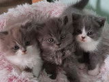 2 chatons British Longhairs mâles LOOF à réserver