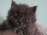 2 chatons British Longhairs mâles LOOF à réserver