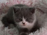 Un chaton British Shorthair LOOF mâle lilas et blanc disponible à l'achat