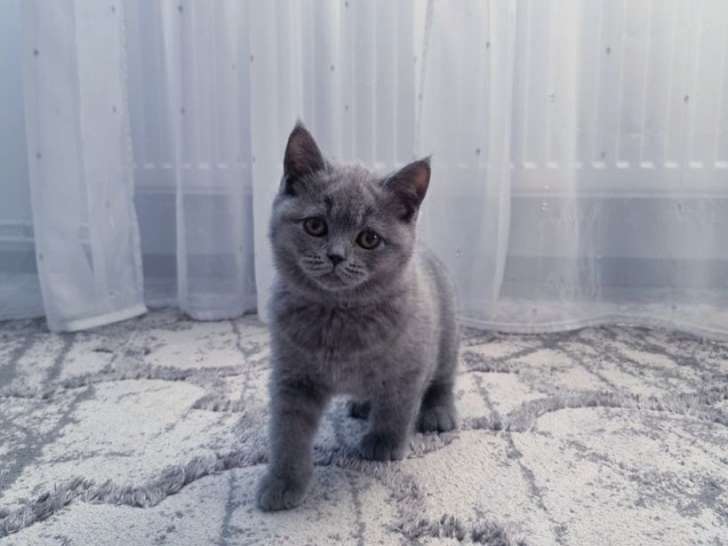 Une chatonne British Shorthair bleue non LOOF disponible à la vente