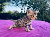 Chatons Bengals à réserver
