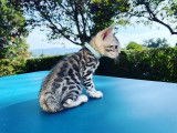 Chatons Bengals à réserver