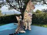 Chatons Bengals à réserver