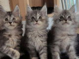 Réservation de 2 chatons Maine Coons femelles (LOOF)