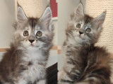 Réservation de 2 chatons Maine Coons femelles (LOOF)
