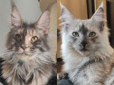 Réservation de 2 chatons Maine Coons femelles (LOOF)