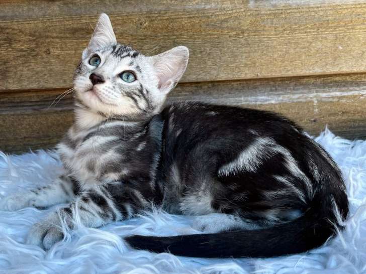 À réserver : un chaton Bengal mâle au pelage noir argenté (LOOF)