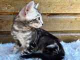 À réserver : un chaton Bengal mâle au pelage noir argenté (LOOF)