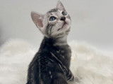 À réserver : un chaton Bengal mâle au pelage noir argenté (LOOF)