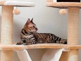 À vendre : une chatte Toyger brun tacheté âgée de 2 ans (LOOF)
