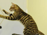 À vendre : une chatte Toyger brun tacheté âgée de 2 ans (LOOF)