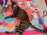 À vendre : une chatte Toyger brun tacheté âgée de 2 ans (LOOF)