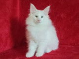 Superbe chaton Norvégien disponible
