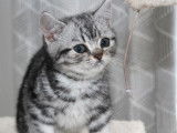 Magnifique portée de chatons British silver tabby à vendre
