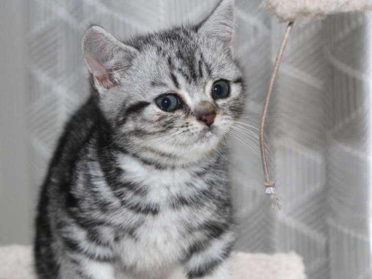 Magnifique portée de chatons British silver tabby à vendre