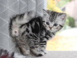 Magnifique portée de chatons British silver tabby à vendre