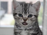 Magnifique portée de chatons British silver tabby à vendre