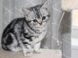Magnifique portée de chatons British silver tabby à vendre
