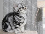 Magnifique portée de chatons British silver tabby à vendre