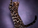 Affectueux chatons Bengal à vendre