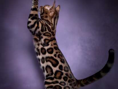 Affectueux chatons Bengal à vendre