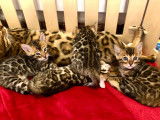 Affectueux chatons Bengal à vendre