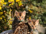 Affectueux chatons Bengal à vendre