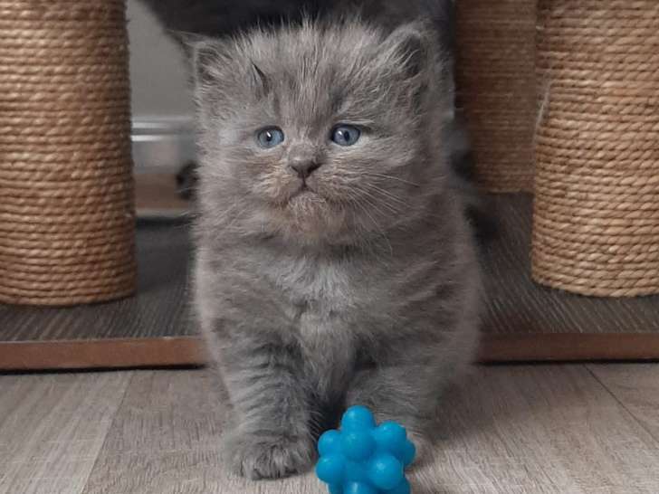 Superbes chatons Sibériens bleus à vendre