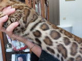 Chat adulte de race Bengal Mâle à vendre