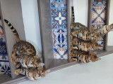 Chat adulte de race Bengal Mâle à vendre