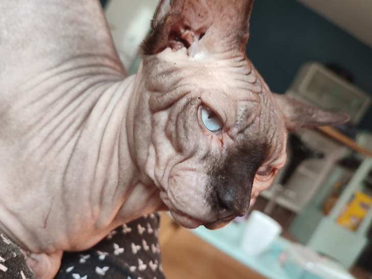Sphynx seal point LOOF disponible pour saillie