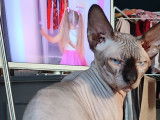 Sphynx seal point LOOF disponible pour saillie