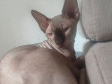 Sphynx seal point LOOF disponible pour saillie