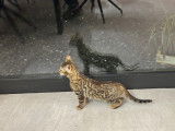 1 chaton Bengal disponible !