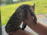 1 chaton Bengal disponible !
