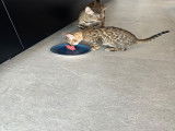 1 chaton Bengal disponible !