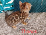 Chatons Bengal brown &agrave; vendre