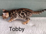 Chatons Bengal brown &agrave; vendre