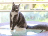 Femelle Maine Coon LOOF disponible pour saillie