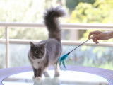 Femelle Maine Coon LOOF disponible pour saillie