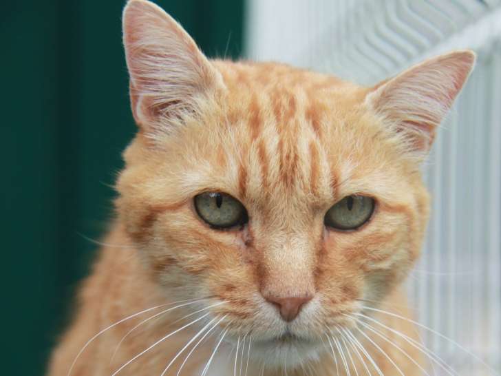 Chat adulte roux à placer