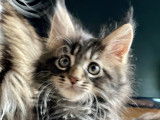 Chaton Maine Coon de 12 semaines &agrave; C&eacute;der