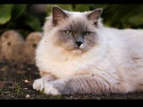 Paddy des Perles de Safre, Papa des chatons Blue Point Mitted