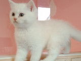 Chaton British Shorthair LOOF