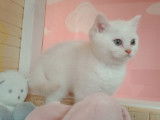 Chaton British Shorthair LOOF