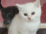 Chaton British Shorthair LOOF