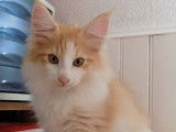 Adorable chaton Norvégien LOOF à vendre